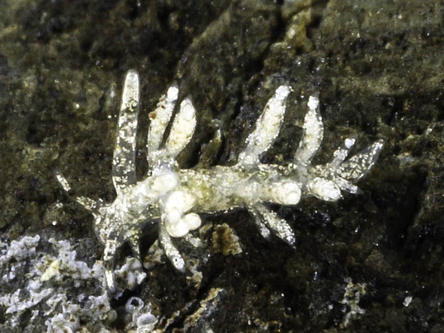 Eubranchus sp. 6